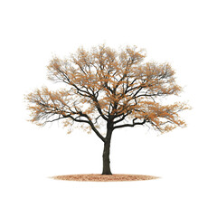 Obraz premium Trees, transparent background, the relaxing shade of nature