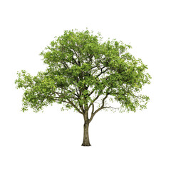 Obraz premium Trees, transparent background, the relaxing shade of nature