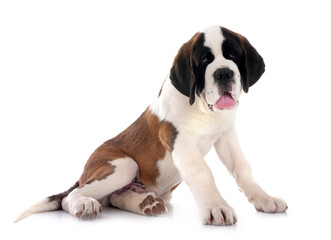 puppy saint bernard in studio