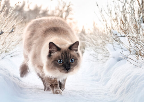 siberian cat in nature