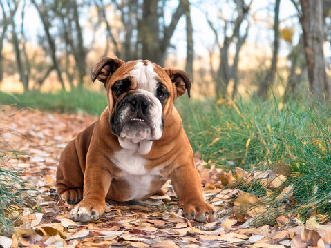 english bulldog in autumn