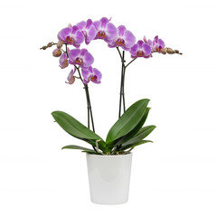 Pink orchid plant in white pot isolated on transparent background