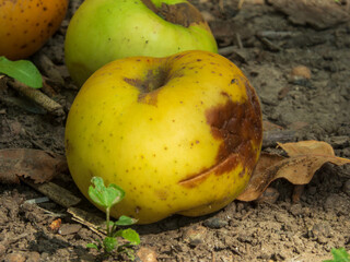 A Yellow Apple on the Ground.