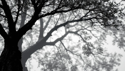 Abstract black and white landscape of a winter forest with frozen branches against a snowy sky