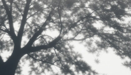Abstract black and white landscape of a winter forest with frozen branches against a snowy sky