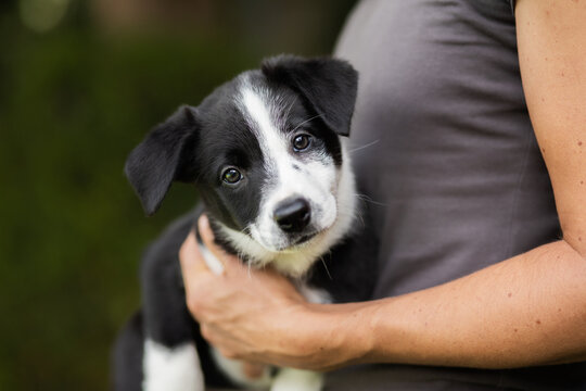 a border collie puppy dog close up portrait being held in the arms by a person