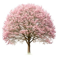 Obraz premium tulip tree pang isolated on transparent background