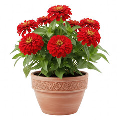 Vibrant red zinnia flowers in a terracotta pot isolated on transparent background