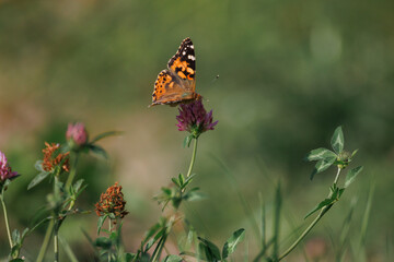 Close-up of a Painted Lady (Vanessa cardui) butterfly perched on a сlover flower against a blurred green background on a sunny summer day.	