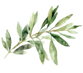 Obraz premium Watercolor illustration of an olive branch with lush green leaves, set against a white background
