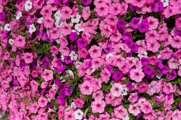 Fototapeta premium Background of pink flowers, Floral background for greeting card, wallpaper, banner, header.