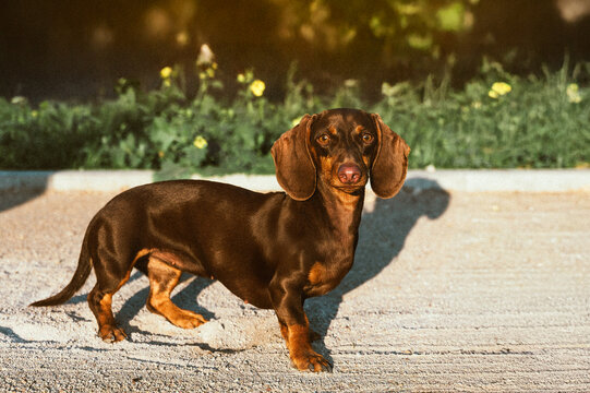 Adorable brown dachshund dog standing on a sunny path outside. This adorable short-legged animal with a smooth, shiny coat has a love of dogs and an outdoor lifestyle. - Powered by Adobe