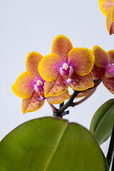 Floral concept. Orchid growing tips.  Most commonly grown house plants. Orchids blossom close up....