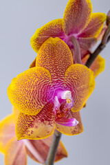 Floral concept. Orchid growing tips.  Most commonly grown house plants. Orchids blossom close up....