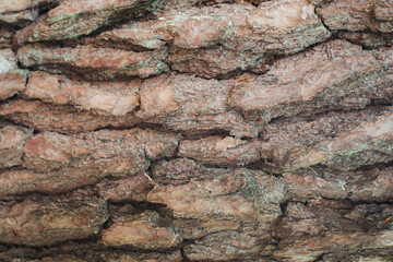 tree bark texture