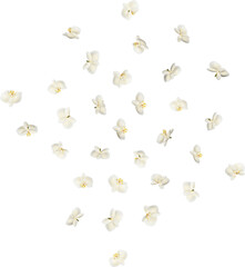 Scattered Red Orchid Petals