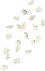 Scattered Red Orchid Flowers