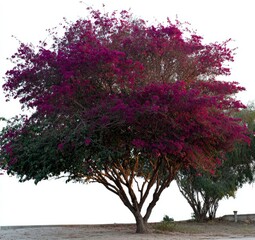 Lush, vibrant purple bougainvillea tree against a plain background