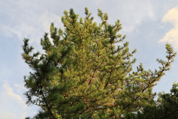 Fototapeta premium Pine tree.