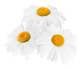 Fototapeta premium Fresh chamomiles isolated on white. Beautiful flowers