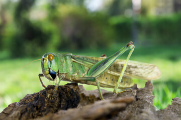 Locust on branch against blurred green background