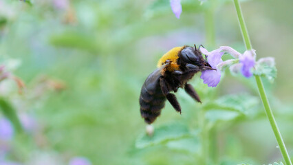 紫色の可愛いネペタの花と飛んでいる一匹のクマバチ