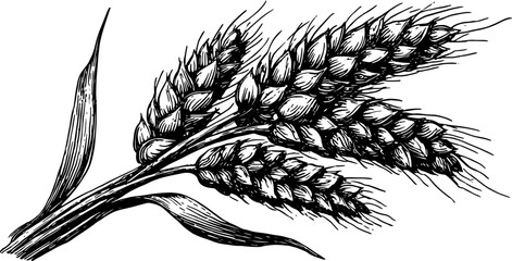 Wheat plant black and white outline in a vintage style. Detailed vector illustration depicting realistic agricultural elements in a set.