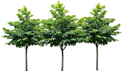 Obraz premium Three young trees, vibrant green foliage, isolated on white background
