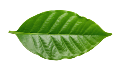 Single vibrant green coffee leaf detailed.