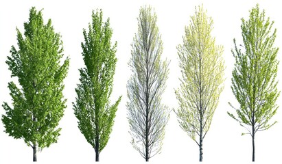 Obraz premium Five trees in various stages of spring foliage, from vibrant green to pale yellow-green