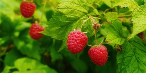 Juicy red raspberries hanging from a bush, showcasing nature's sweetness and fresh fruit.