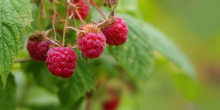 A close-up view of fresh, ripe red raspberries growing on a bush in the garden. - Powered by Adobe