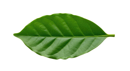 Fototapeta premium Single vibrant green leaf detailed view 6.