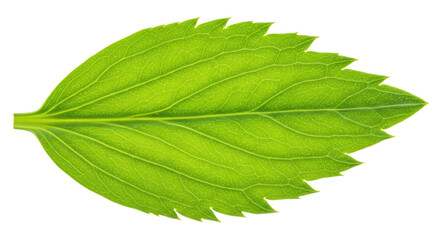 Obraz premium Single vibrant green leaf detailed view 12.