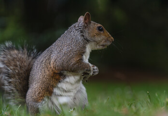 Obraz premium Side view of A cute Eastern Gray Squirrel (Sciurus carolinensis) is standing on its hind legs in the park. use it as your Wallpaper, Poster and Copy space, Selective focus.