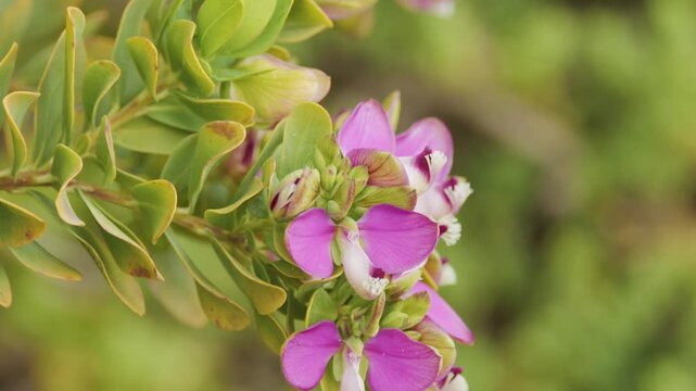 Close-Up Pan of Myrtle Leaf Milkwort Purple Flowers