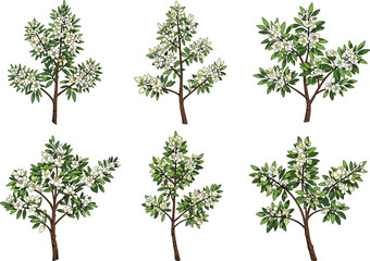 Obraz premium White flowering shrubs and small trees vector set with green foliage for botanical design, seasonal decor, landscape planning, and education