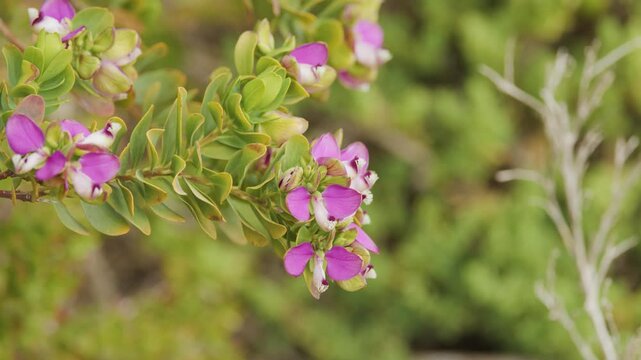 Close-Up Pan of Myrtle Leaf Milkwort Purple Flowers