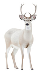 Obraz premium PNG Wildlife animal mammal white.