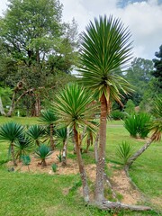 Obraz premium Palm-like Trees in a Lush Green Garden Setting