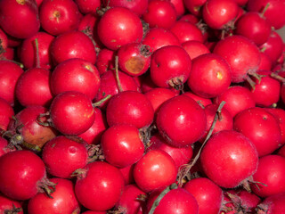 Abundant Pile of Vibrant Red Berries.