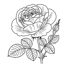 Rose flowers sketch outline vector ,Rose flowers spring botanical line art drawing in engraving style,Rose flowers Coloring Page,Outline peony Isolated ,Hand drawn vector line art
