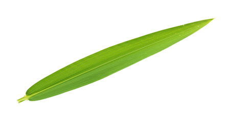 Single vibrant green leaf isolated on white 11.