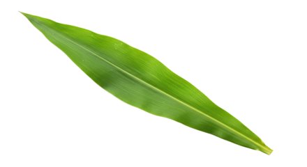 Single vibrant green leaf isolated on white 13.