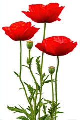 Naklejka premium Three vibrant red poppies, stems and leaves against a white background