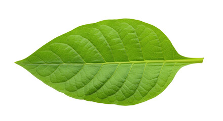 Obraz premium Single vibrant green leaf isolated on white 20.