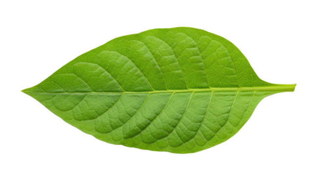Single vibrant green leaf isolated on white 20.