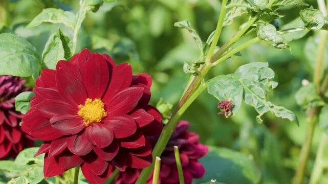 Common Carder Bee Pollinates Red Dahlia Flower in Garden