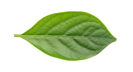 Obraz premium Single vibrant green leaf isolated on white 25.