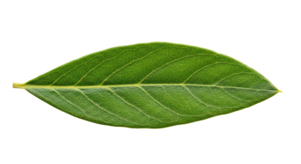 Single vibrant green leaf isolated on white 28.